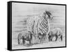 Proud Ewe, 2012-Helen White-Framed Stretched Canvas