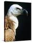 Proud Griffin-Herbert Kehrer-Stretched Canvas