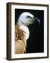 Proud Griffin-Herbert Kehrer-Framed Photographic Print