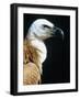 Proud Griffin-Herbert Kehrer-Framed Photographic Print