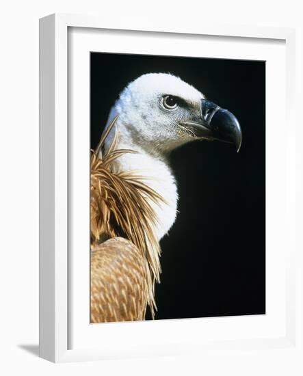 Proud Griffin-Herbert Kehrer-Framed Photographic Print