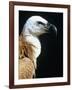 Proud Griffin-Herbert Kehrer-Framed Photographic Print