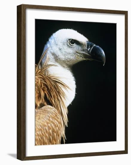 Proud Griffin-Herbert Kehrer-Framed Photographic Print