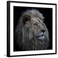 Proud Lion-Louise Wolbers-Framed Giclee Print