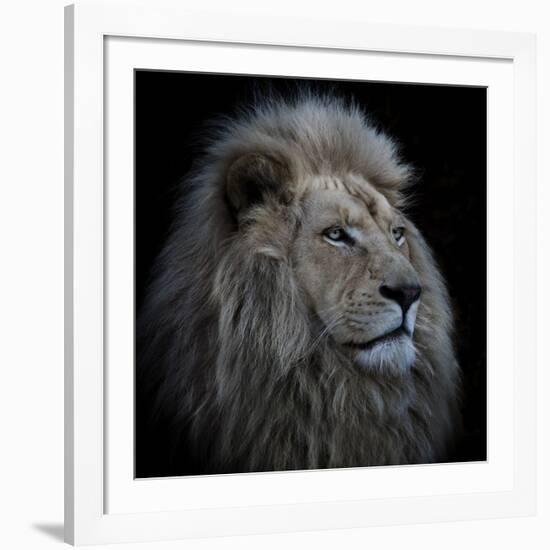 Proud Lion-Louise Wolbers-Framed Giclee Print