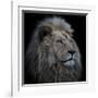 Proud Lion-Louise Wolbers-Framed Giclee Print