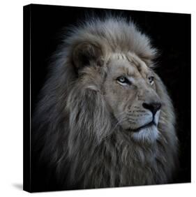 Proud Lion-Louise Wolbers-Stretched Canvas