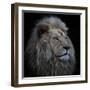 Proud Lion-Louise Wolbers-Framed Premium Photographic Print