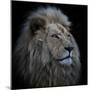 Proud Lion-Louise Wolbers-Mounted Premium Photographic Print