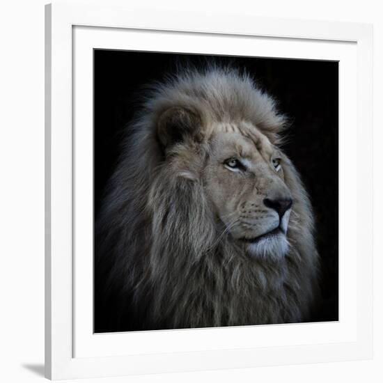 Proud Lion-Louise Wolbers-Framed Photographic Print