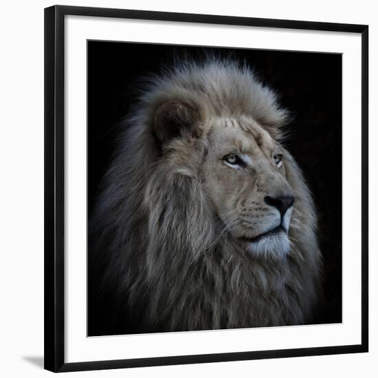 Proud Lion-Louise Wolbers-Framed Photographic Print