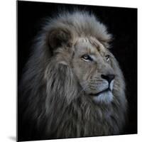 Proud Lion-Louise Wolbers-Mounted Photographic Print