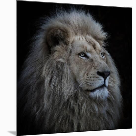 Proud Lion-Louise Wolbers-Mounted Photographic Print