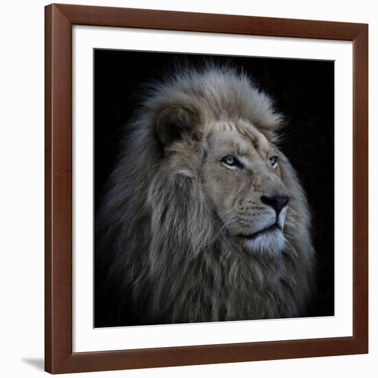 Proud Lion-Louise Wolbers-Framed Photographic Print