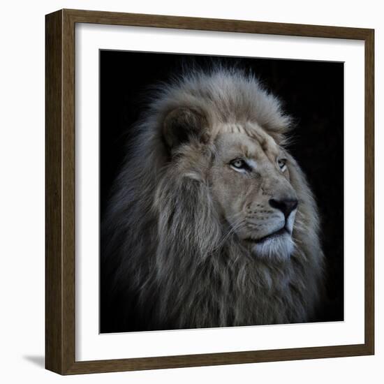 Proud Lion-Louise Wolbers-Framed Photographic Print