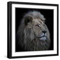 Proud Lion-Louise Wolbers-Framed Photographic Print