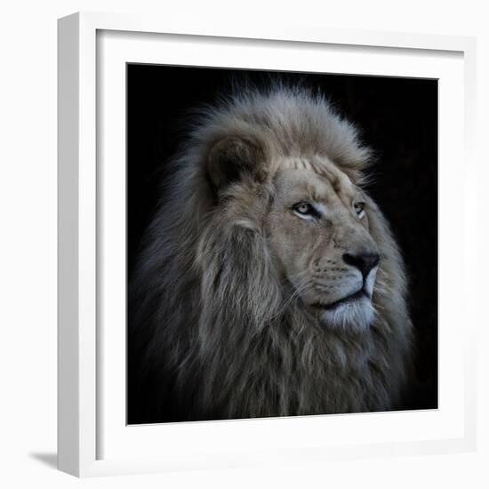 Proud Lion-Louise Wolbers-Framed Photographic Print