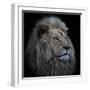 Proud Lion-Louise Wolbers-Framed Photographic Print