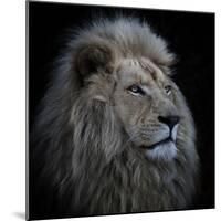 Proud Lion-Louise Wolbers-Mounted Photographic Print