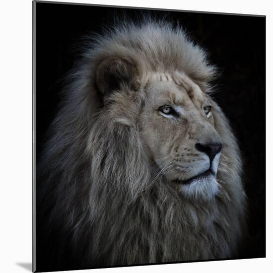 Proud Lion-Louise Wolbers-Mounted Photographic Print