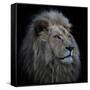 Proud Lion-Louise Wolbers-Framed Stretched Canvas
