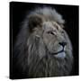 Proud Lion-Louise Wolbers-Stretched Canvas