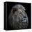Proud Lion-Louise Wolbers-Framed Stretched Canvas