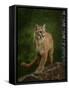 Proud Mountain Lion 2-Galloimages Online-Framed Stretched Canvas