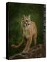 Proud Mountain Lion 2-Galloimages Online-Stretched Canvas