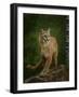 Proud Mountain Lion 2-Galloimages Online-Framed Photographic Print