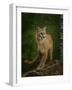 Proud Mountain Lion 2-Galloimages Online-Framed Photographic Print