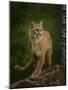 Proud Mountain Lion 2-Galloimages Online-Mounted Photographic Print