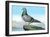 Proud Pigeon-null-Framed Art Print