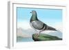 Proud Pigeon-null-Framed Art Print