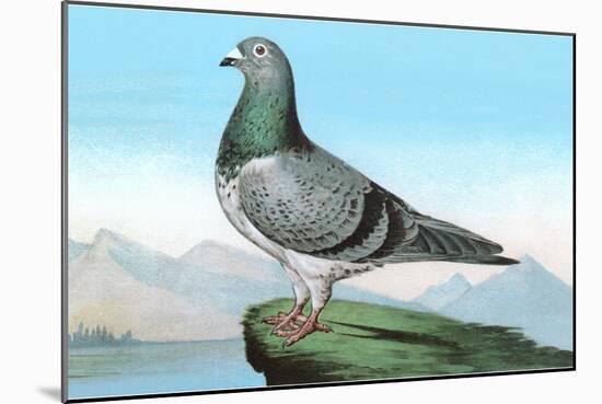 Proud Pigeon-null-Mounted Art Print