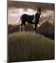 Proud Pinto-Steve Hunziker-Mounted Art Print