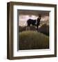 Proud Pinto-Steve Hunziker-Framed Art Print