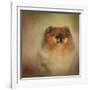 Proud Pomeranian-Jai Johnson-Framed Giclee Print