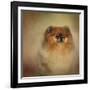 Proud Pomeranian-Jai Johnson-Framed Giclee Print