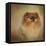Proud Pomeranian-Jai Johnson-Framed Stretched Canvas