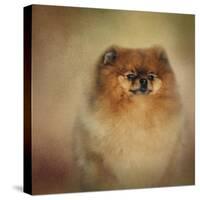 Proud Pomeranian-Jai Johnson-Stretched Canvas