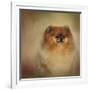 Proud Pomeranian-Jai Johnson-Framed Giclee Print