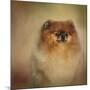 Proud Pomeranian-Jai Johnson-Mounted Giclee Print