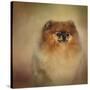 Proud Pomeranian-Jai Johnson-Stretched Canvas