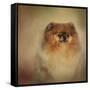 Proud Pomeranian-Jai Johnson-Framed Stretched Canvas