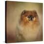 Proud Pomeranian-Jai Johnson-Stretched Canvas