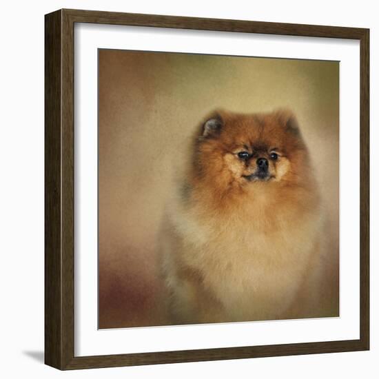 Proud Pomeranian-Jai Johnson-Framed Giclee Print