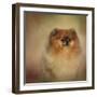 Proud Pomeranian-Jai Johnson-Framed Giclee Print