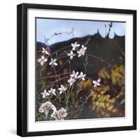 Provencal Garden I, 2014-Helen White-Framed Giclee Print