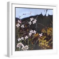 Provencal Garden I, 2014-Helen White-Framed Giclee Print